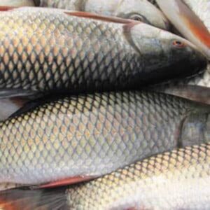 ROUHI(রুই মাছ)