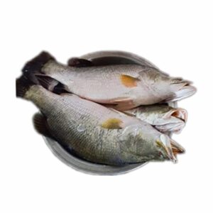 CORAL(কোরাল মাছ)