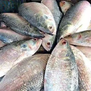 HILSA (ইলিশ মাছ)