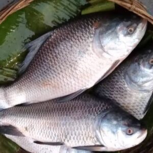 KATOL(কাতল মাছ)